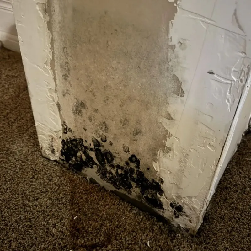 Professional Mold Removal in Burney, CA